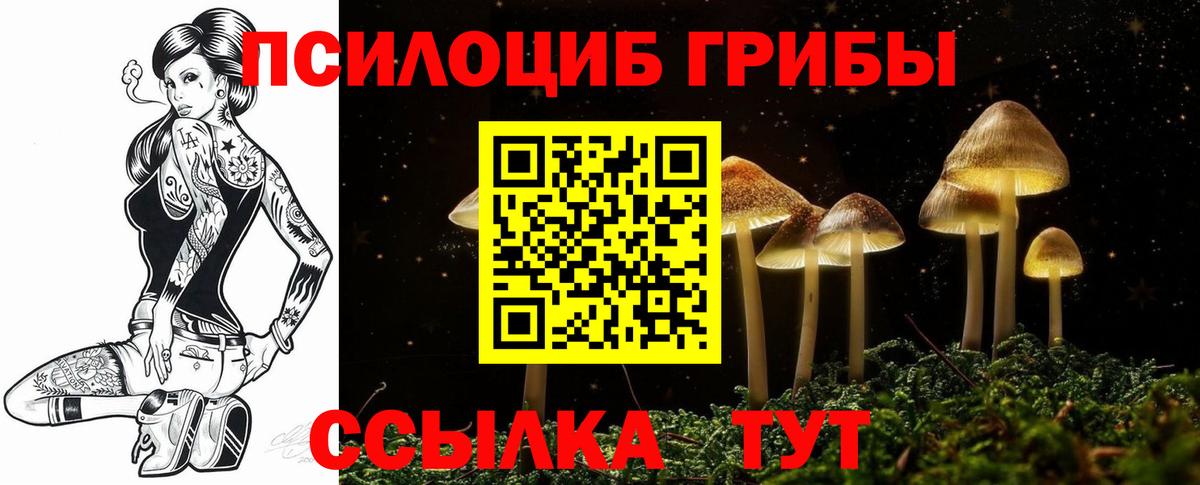 Медногорск  Галлюциногенные грибы Psilocybine cubensis  Вход с VPN 